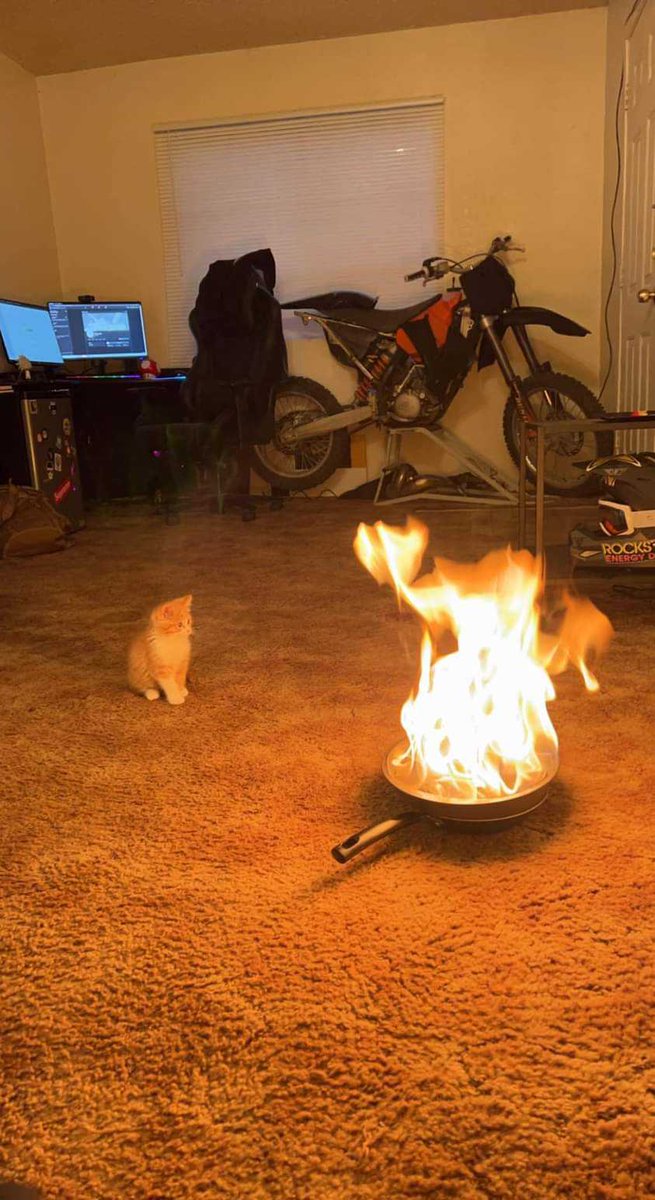 some cats just want to watch the world burn