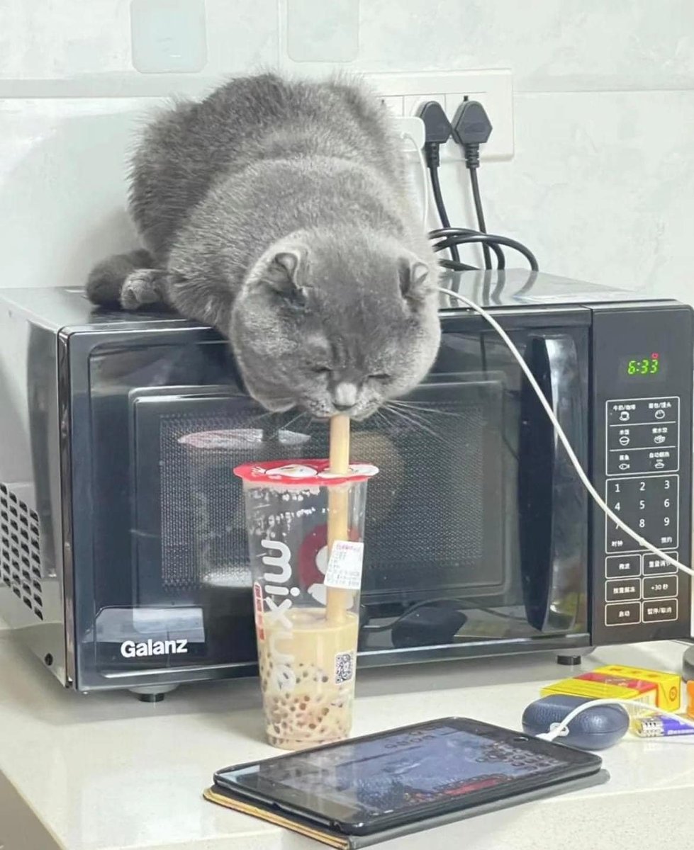 cats being weird little guys 👅 tweet media