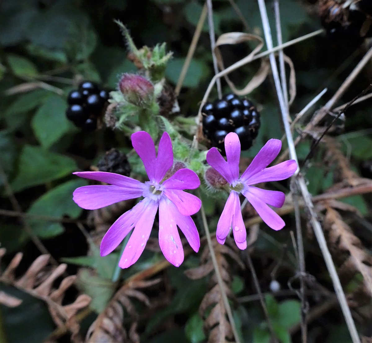 In the early evening shadows along the river path a couple of Red Campion flowers among brambles and ferns #WildFlowerHour #Redcampion #Wildflowers #Exmoor