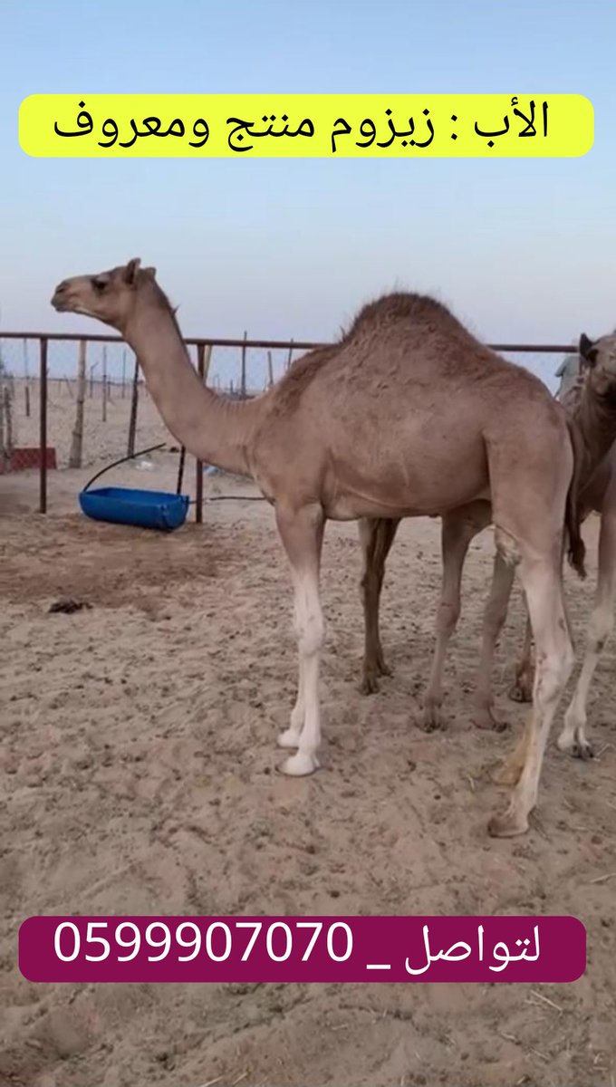 أفلح من ذكر الله

العرض القادم : قعود 

الأب : زيزوم منتج ومعروف 

الأم : مهجنه

السن : ميلااد 31/1/2022

المعلومات : ام القعود مشتري الناقه لقحه ولا ادري عن علوم حشوانها
 
الموقع : نجران

لتواصل _ 0599907070