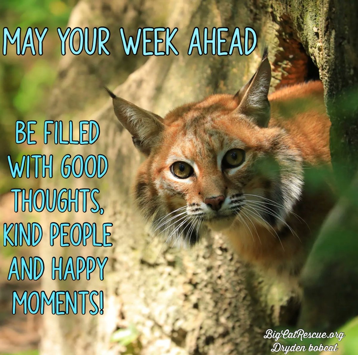 “May your week ahead be filled with good thoughts, kind people and happy moments!”

#DrydenBobcat #BigCats #BigCatRescue #Rescue #Tiger #Bobcat #Kindness #KindnessMatters #Cats #Inspiration #InspirationalQuotes #Life #CaroleBaskin