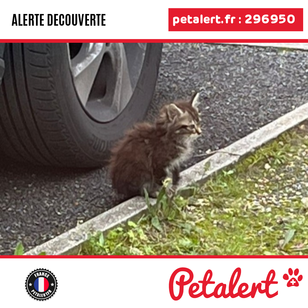petalert_france's tweet photo. Trouvé #Chat #Vienne #Bignoux #Petalert  #PetAlert86 / https://t.co/dxdYcQwERI https://t.co/1ea7jfHM7O
