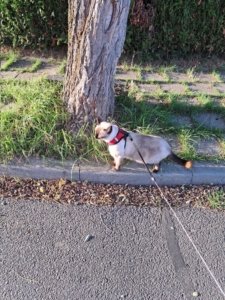 FeddePetit's tweet photo. Vandaag weer een heel eind met Petmom door de buurt gelopen.. dan klim ik ook in bomen ! Deze ook? https://t.co/eywJe6GBb0