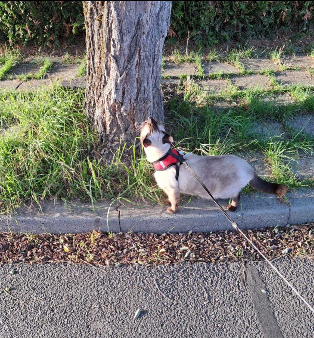 FeddePetit's tweet photo. Vandaag weer een heel eind met Petmom door de buurt gelopen.. dan klim ik ook in bomen ! Deze ook? https://t.co/eywJe6GBb0