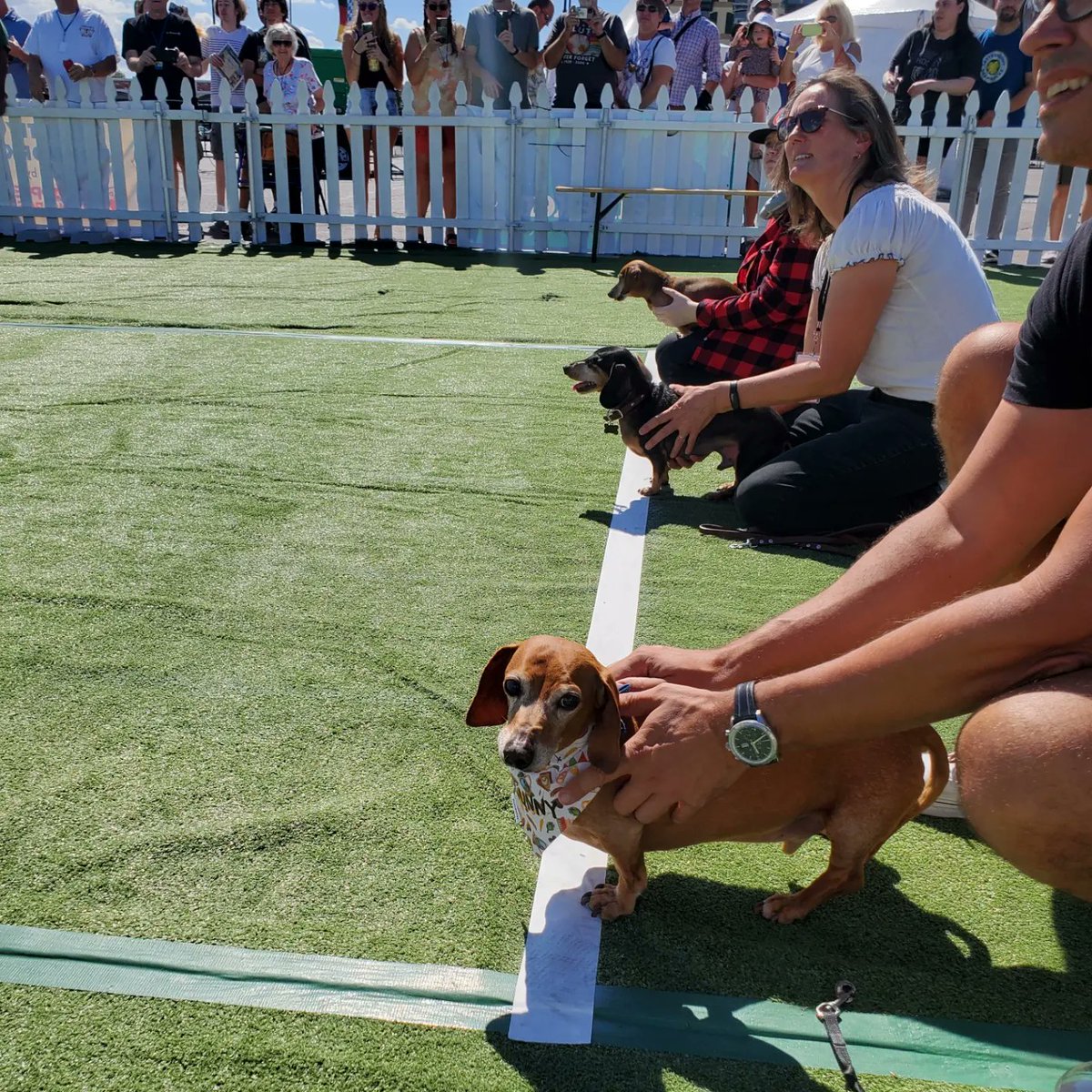 SevenOhBrew's tweet photo. The Dachshund Derby was a success!! We can't wait for next year! 🐕🐕‍🦺🏆 #Oktoberfestvegas #dachshundderby https://t.co/d1j3X5BvCx