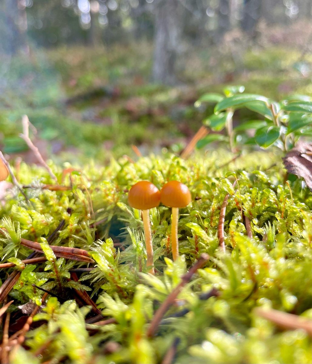 Small scale beauty 🧡