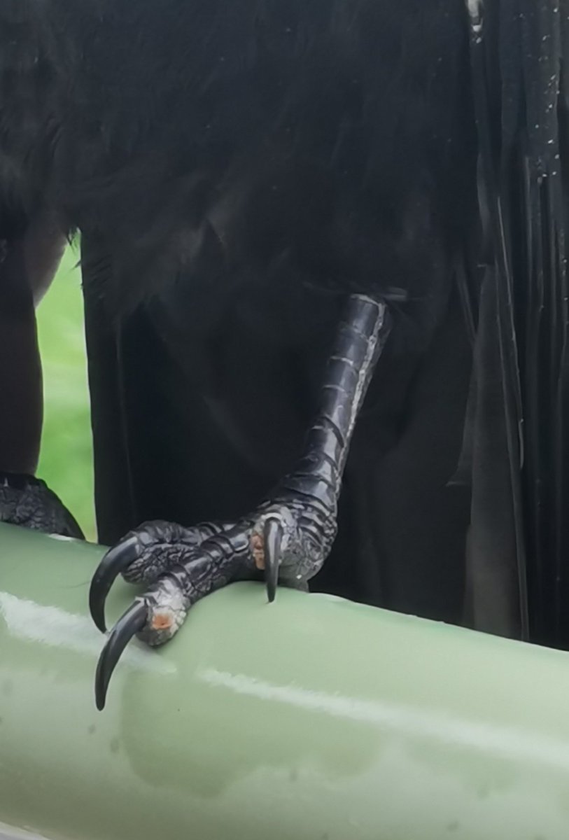 city_crows's tweet photo. #Crow_personalities
#GameOfCrows superstar Old Kennedy seems to have problems with his left foot.
Hope it's nothing serious and he recovers soon. https://t.co/h8Q6jN8Qg2