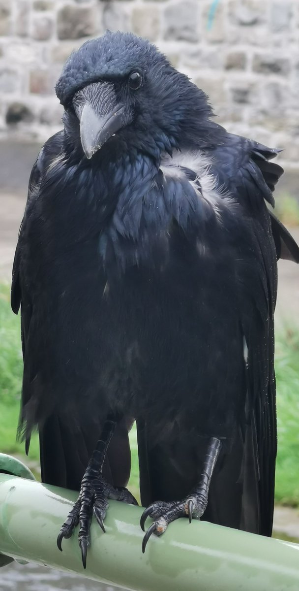 city_crows's tweet photo. #Crow_personalities
#GameOfCrows superstar Old Kennedy seems to have problems with his left foot.
Hope it's nothing serious and he recovers soon. https://t.co/h8Q6jN8Qg2