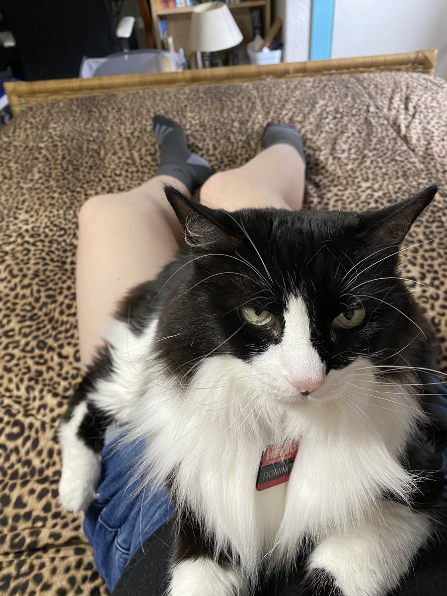 Smolichthys's tweet photo. I was planning on being productive today. Was. https://t.co/Ndo1PP1Q4Y