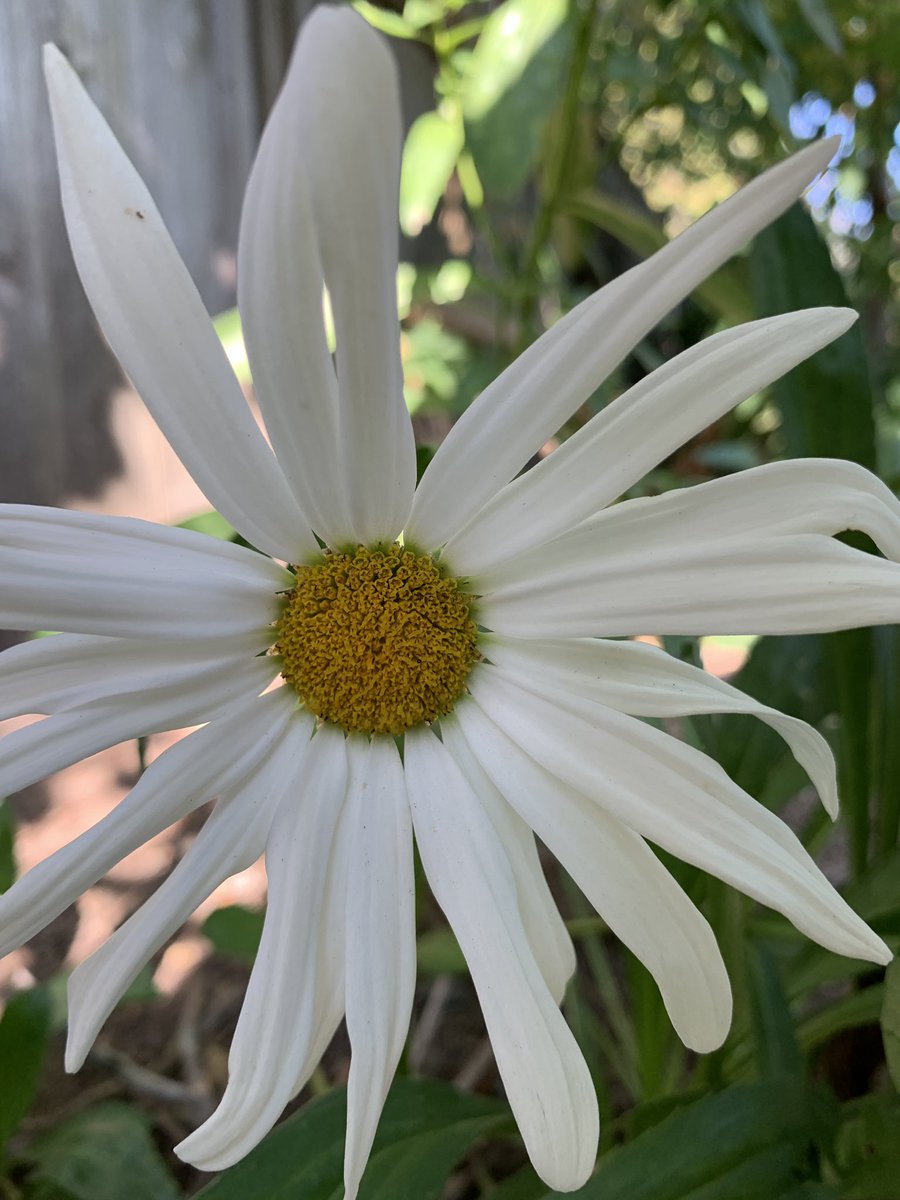 The late bloomer brings joy in the garden, the classroom, and the parables.