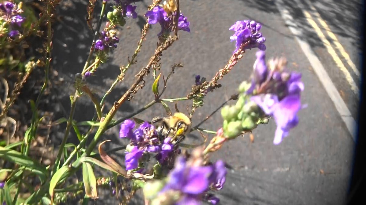philpixy's tweet photo. #wildflowerhour Purple toadflax with a #pollinatorpal carder bumblebee. https://t.co/HJb89zBrrd