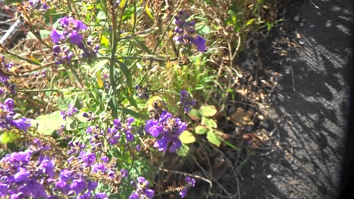 philpixy's tweet photo. #wildflowerhour Purple toadflax with a #pollinatorpal carder bumblebee. https://t.co/HJb89zBrrd
