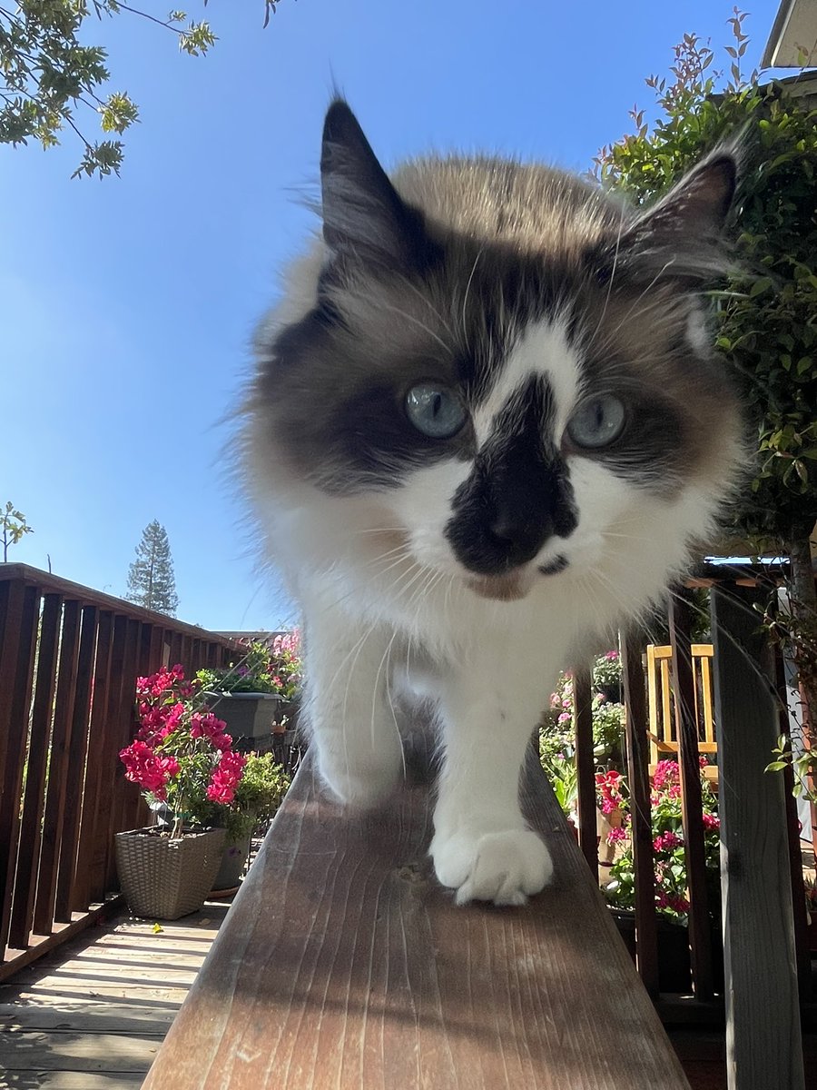 I’m thinking of my friend Isla who brought so much happiness to all who knew her and left us too soon. I dedicate my #Hedgewatch to Isla. Sending love to her family.❤️🌈 #HedgewatchForIsla 🌈❤️
#CatsOfTwitter #cats
