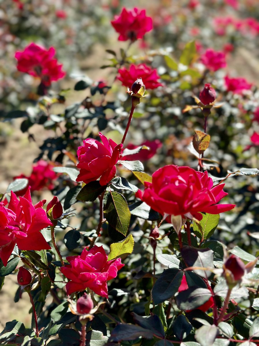 tmoekepickering's tweet photo. So blessed to have wineries, orchards, veggie &amp; flower fields practically in our backyard. These rose fields are majestic. #FallRoses #Fall #Niagara #Roses https://t.co/AjDNqKHolf