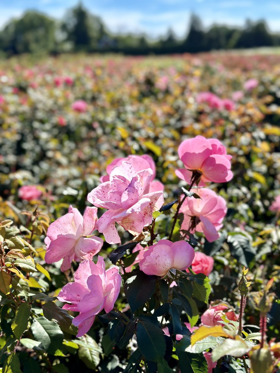 tmoekepickering's tweet photo. So blessed to have wineries, orchards, veggie &amp; flower fields practically in our backyard. These rose fields are majestic. #FallRoses #Fall #Niagara #Roses https://t.co/AjDNqKHolf
