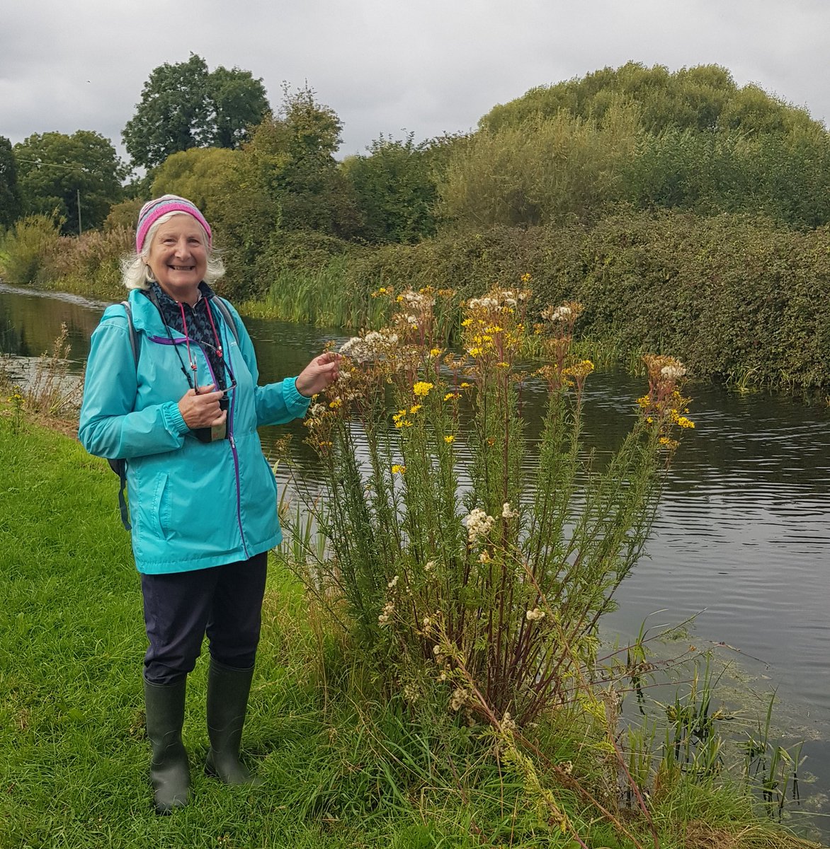 Hoary Ragwort (Jacobaea erucifolia) by the Royal Canal, Dublin. A native species confined to the east coast of Ireland (but common in England). For scale, the last photo shows recently retired @BSBI_Ireland VCR for Co Limerick, Sylvia Reynolds, beside a clump #wildflowerhour