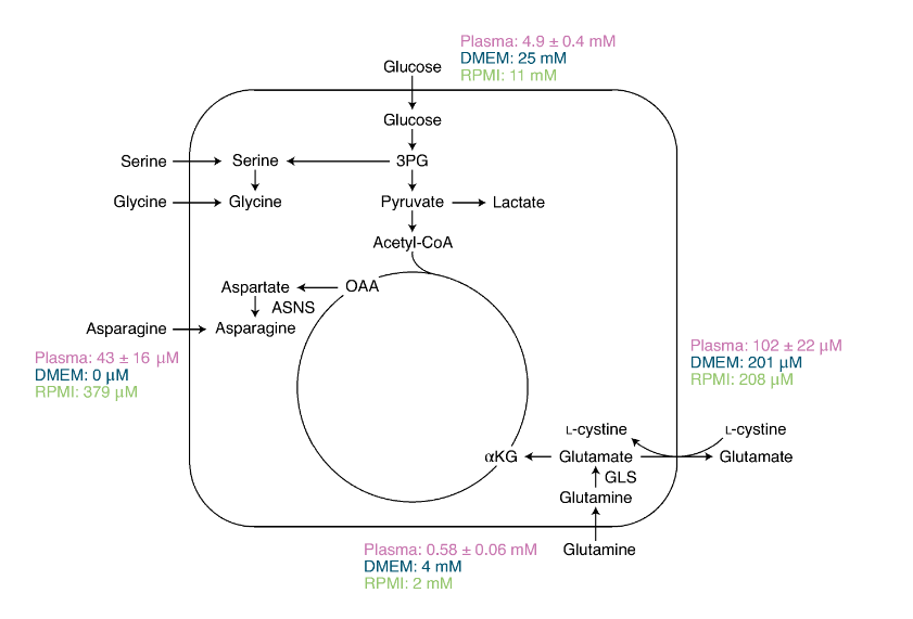ImmunoMet's tweet photo. Have you considered how the media we use may affect  in vitro studies. 

For example, the glucose and amino acids concentrations in RPMI and DMEM may not reflect physiological/disease conditions?

https://t.co/zbUJga3fOJ https://t.co/8vzdoaxpDj