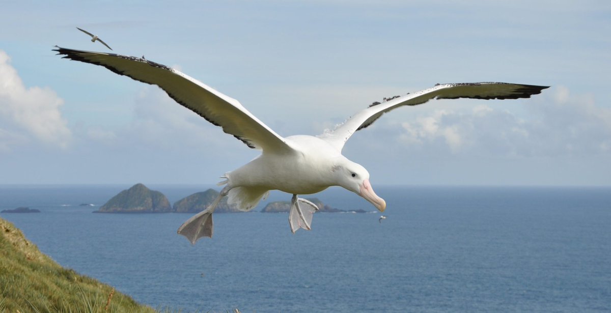BAS_News's tweet photo. #Albatross all around the world are suffering from population decline caused by fishing methods, plastic pollution, climate change and other human factors. Scientist study them to inform policy makers how to conserve these biggest of the sea birds! #FrozenPlanet2 https://t.co/RRncntW9ct