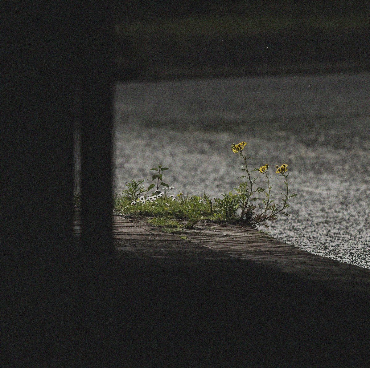 BANDCAMP RECOMMENDATIONS (OCT 22)

fogsongs.blogspot.com/2022/10/bandca…

ft. <a href="/mollburymedical/">Mollbury Medical Research Centre</a> <a href="/Conducivemusic/">Conducive</a> <a href="/E_Crompton_/">Elizabeth Crompton</a> <a href="/floatingshrine/">floating shrine</a> <a href="/karenvogtmusic/">Karen Vogt (was here)</a> @LalenRiosLuna <a href="/precenphix/">Ben</a> @GatelessGate1 @33Veinte @werrafoxma <a href="/DSpheres/">Decaying Spheres</a> <a href="/YetRemembered/">Not Yet Remembered Records</a> <a href="/PlusTimbre/">Plus Timbre</a> <a href="/PerpetualDoom/">Perpetual Doom</a> <a href="/ivo_petrov/">Ivo Petrov</a>