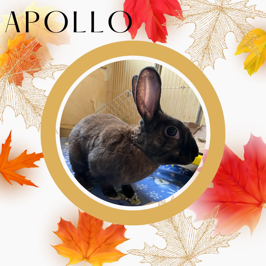 BuckeyeHRS's tweet photo. Apollo is a sweet little Rex that loves to explore. He is waiting for a forever home who where his personality can shine and he can enjoy bed time treats every night. Apollo would do well with children or other animals.

https://t.co/CLZONESJO6 https://t.co/vrgmTg4xmy