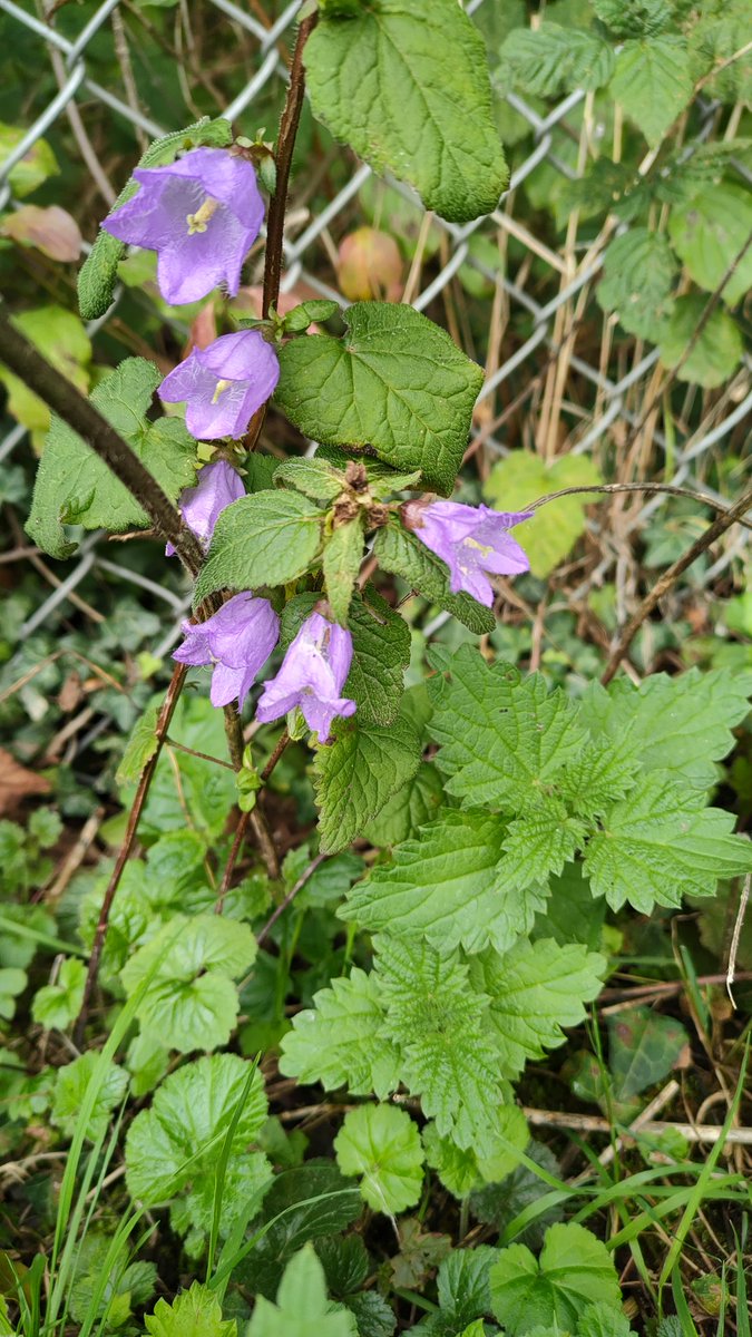 24ChrisA's tweet photo. Nettle-leaved bellflower, common agrimony and chicory flowering for #wildflowerhour tonight. https://t.co/3jOK2Xfv36