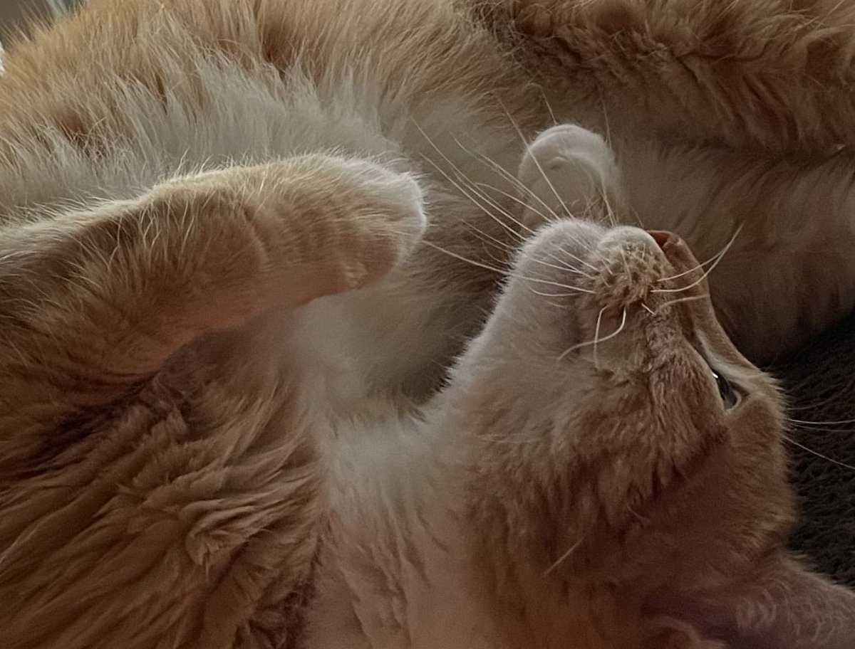 JortsTheCat's tweet photo. There’s something on the ceiling. Can’t tell if it’s a smudge or a bug https://t.co/F4e2Fzttaz