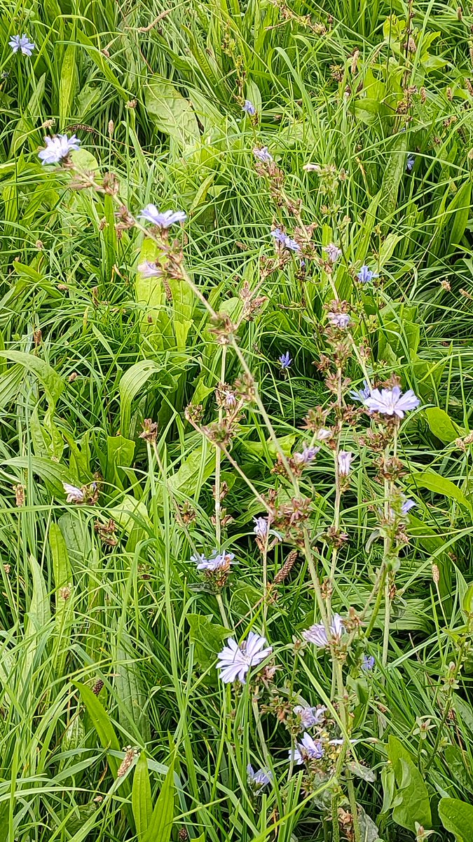 24ChrisA's tweet photo. Nettle-leaved bellflower, common agrimony and chicory flowering for #wildflowerhour tonight. https://t.co/3jOK2Xfv36