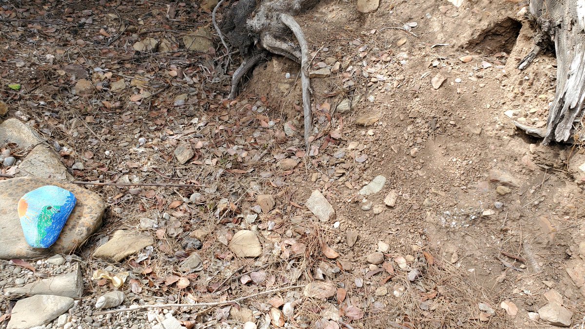 ryanfoland's tweet photo. #LizardChallenge
Can you π the π¦? https://t.co/F7Lh7sPktp