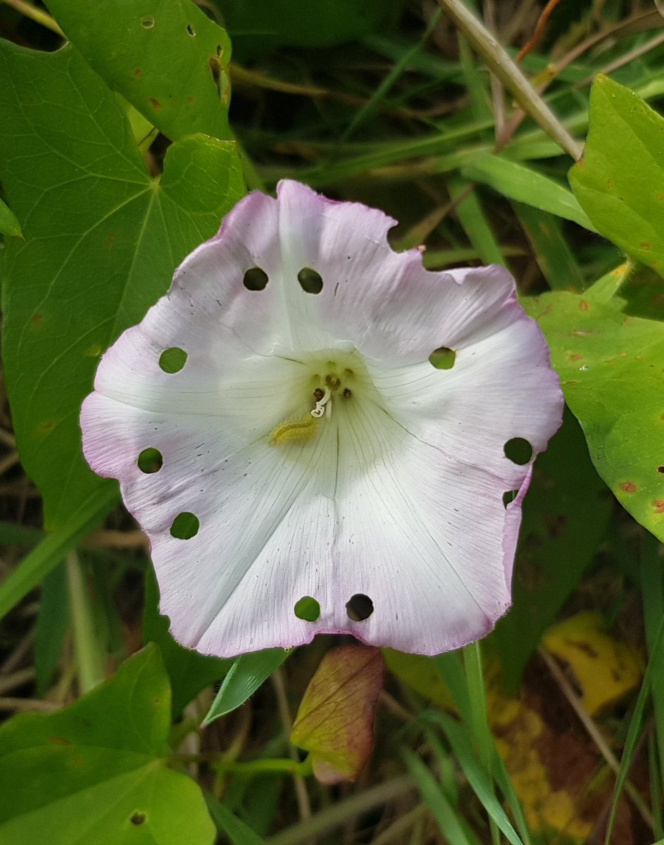 Loving these lacy Hedge Bindweed (Calystegia sepium subsp. roseata). The holes are the work of the larvae of plume moth (Emmelina monodactyla) who's food plant is bindweed. If they have a nibble on the bud when it's closed you get this effect when it opens! #moths #wildflowerhour