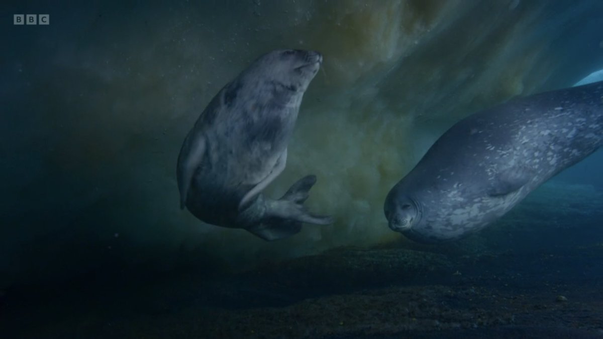 BAS_News's tweet photo. Safely filming underwater fights between #weddel #seals under the sea ice is hugely challenging and dangerous, amazing work from the team at @BBCEarth #FrozenPlanet2 https://t.co/70qJAhPryg