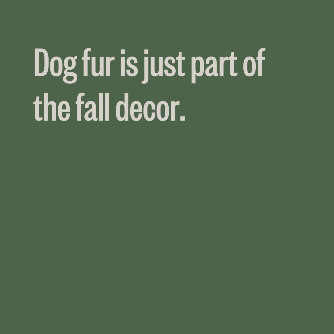 Don't try to hide a little fur action that may be on the couch. Designers say dog fur as decor is in style this season.

#ToKnowThemIsToLoveThem #FallDecor