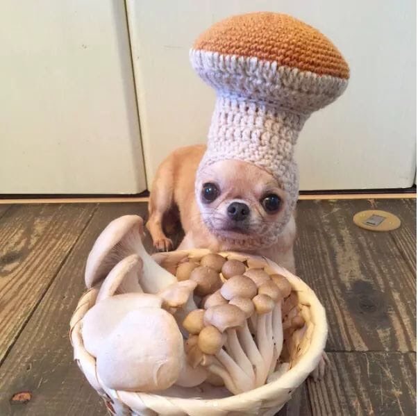 genius_dogs's tweet photo. just one of the fungis https://t.co/vCQpkR6AzB
