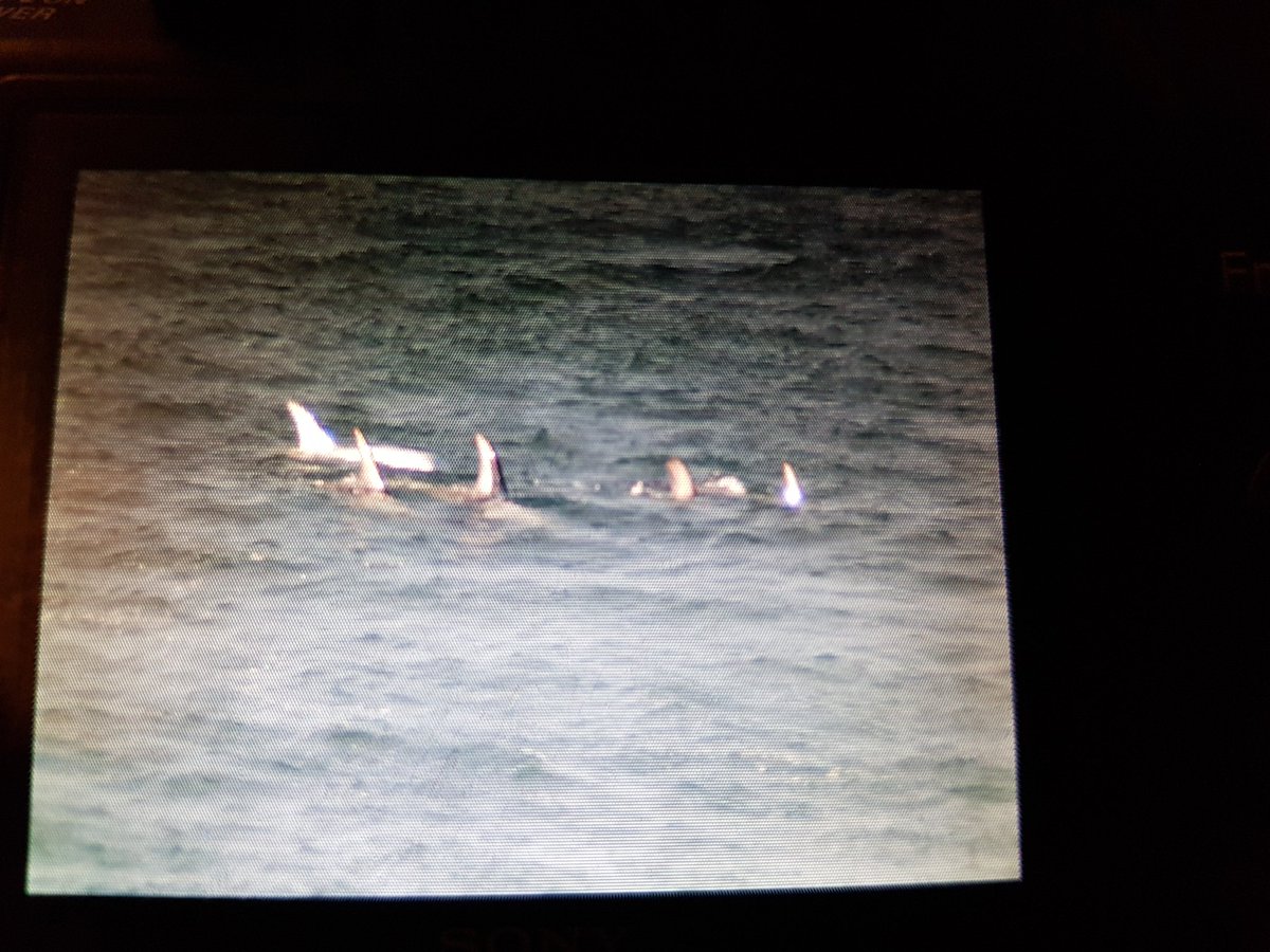 kendie's tweet photo. These are a pod of rissos dolphins that put on a grand display at Point Lynas late this afternoon.Taken off screen of my big camera so not great quality #rissosdolphins #dolphins #PointLynasLighthouse #Anglesey https://t.co/TDlHWEcmBW