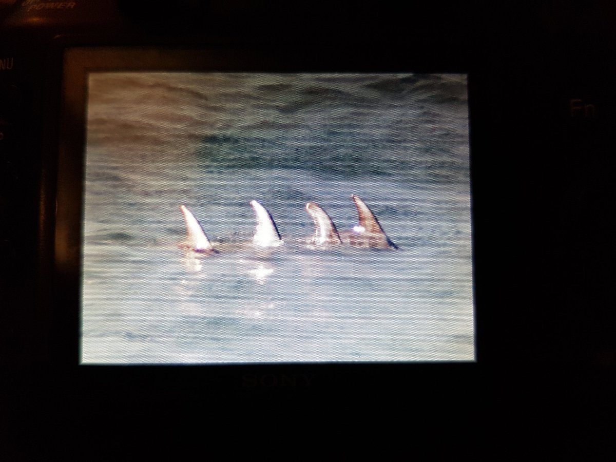 kendie's tweet photo. These are a pod of rissos dolphins that put on a grand display at Point Lynas late this afternoon.Taken off screen of my big camera so not great quality #rissosdolphins #dolphins #PointLynasLighthouse #Anglesey https://t.co/TDlHWEcmBW