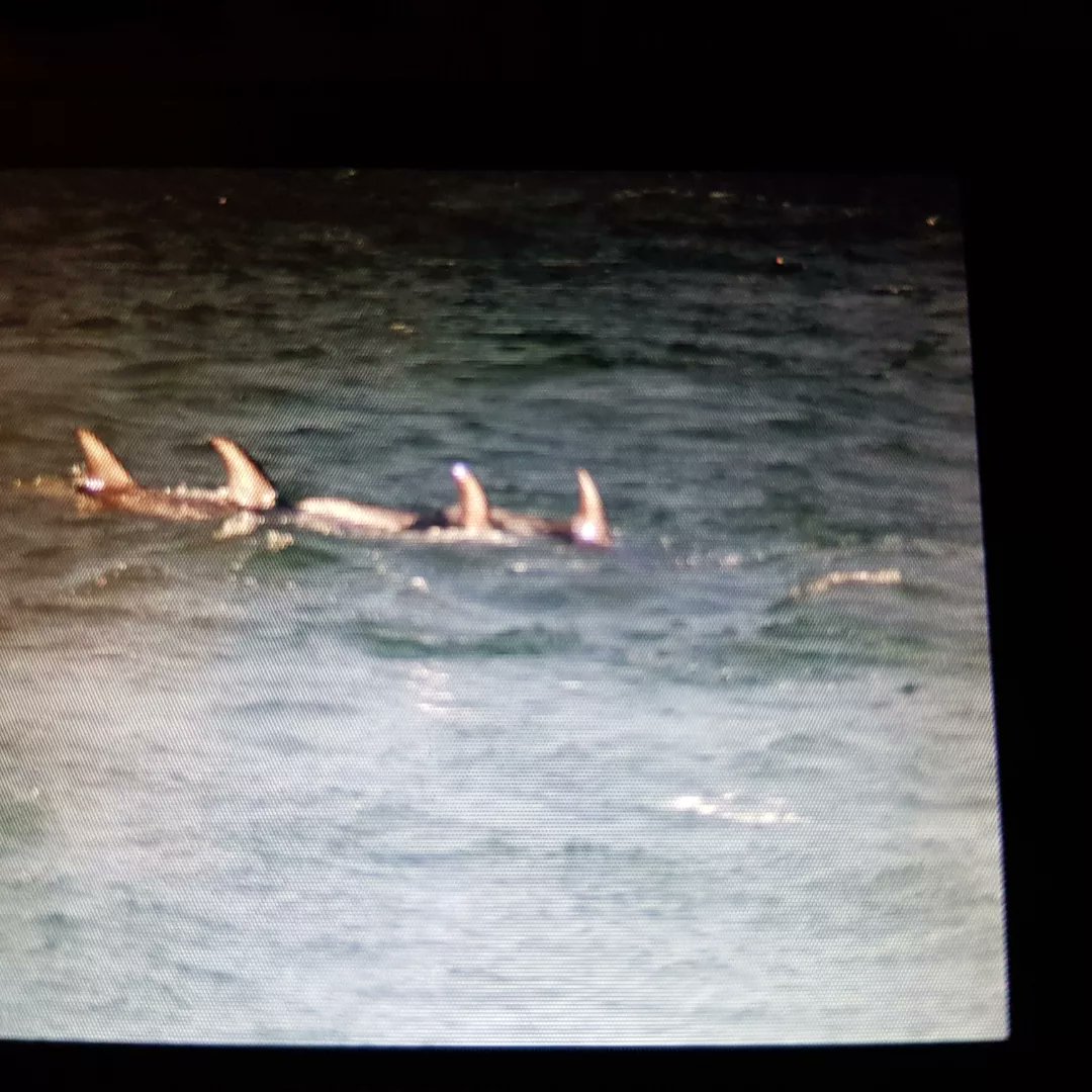 kendie's tweet photo. These are a pod of rissos dolphins that put on a grand display at Point Lynas late this afternoon.Taken off screen of my big camera so not great quality #rissosdolphins #dolphins #PointLynasLighthouse #Anglesey https://t.co/TDlHWEcmBW