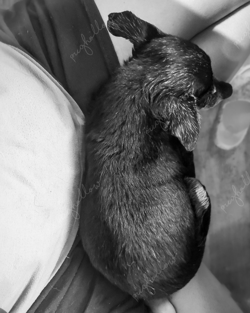 PugHollow's tweet photo. Compliant Human makes for Happy Sheba. #GradingPapers #CompliantHuman #SleepySunday #ShebaSqueaks https://t.co/x92Viamwko