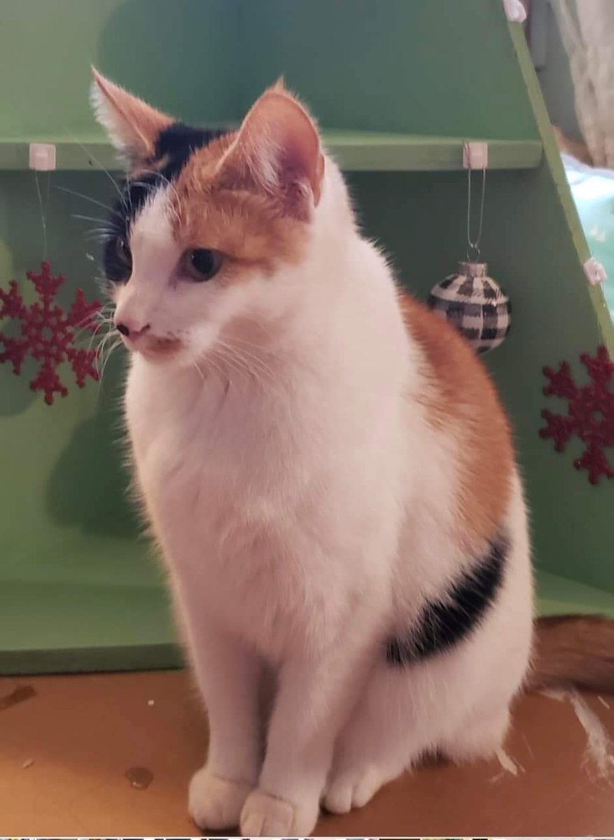 Tranuki Transh Panda On Twitter RT Rook Stone My Sister s Cat Numa Went Missing In Webb 