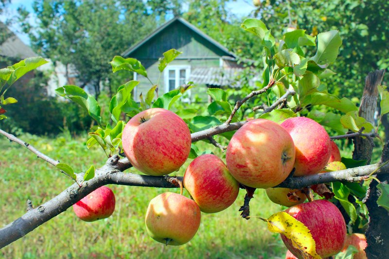 Order apple trees in fall for spring planting <a href="/MUExtension/">MU Extension</a> bit.ly/3dZu8vv