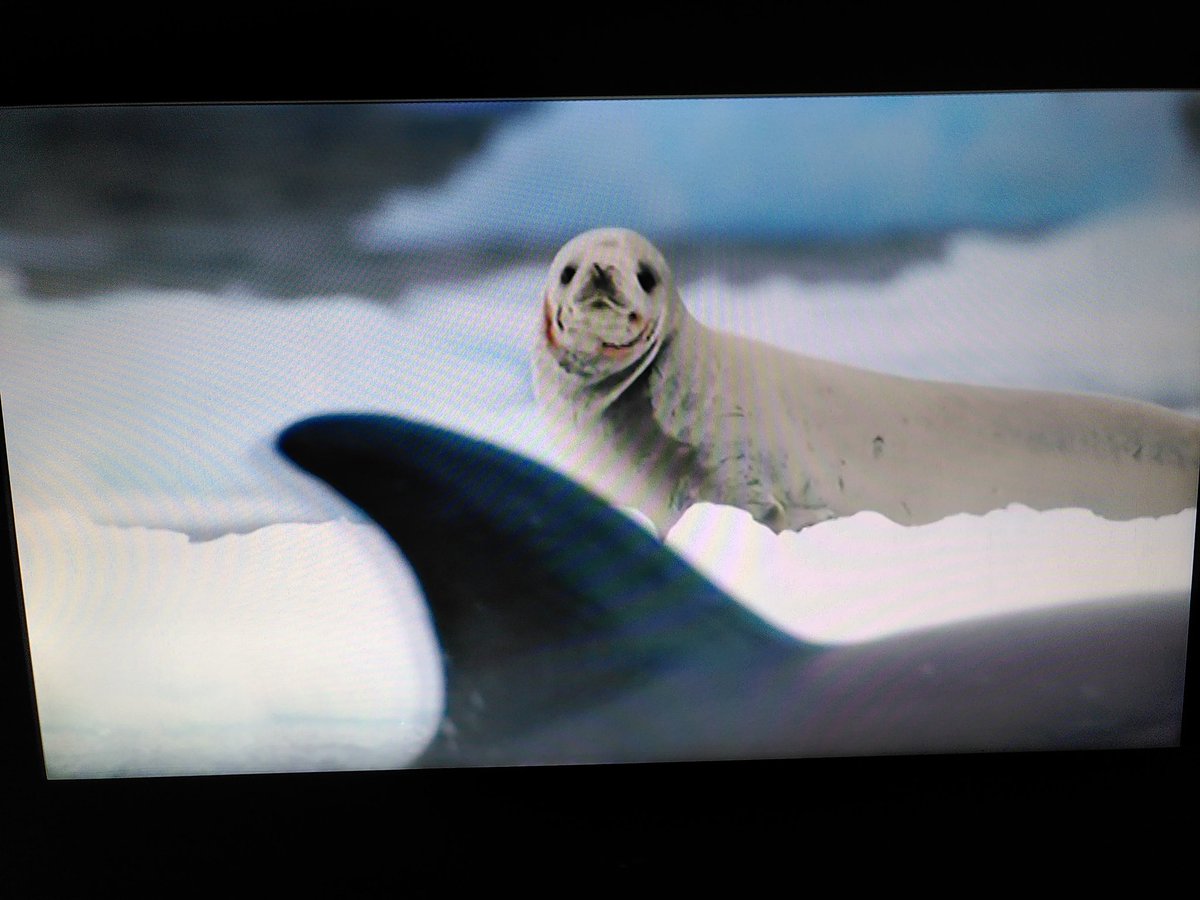 dolmansarahj's tweet photo. #FrozenPlanet2 is so beautifully shot, but argh, so hard to watch! Desperately sad that Antipodes albatross females declining due to longlining, &amp; penguins, seals &amp; orca all suffering due to climate change #bycatch #ClimateEmergency #Antarctica #WantToGoBack https://t.co/b2RZ8pMpjt
