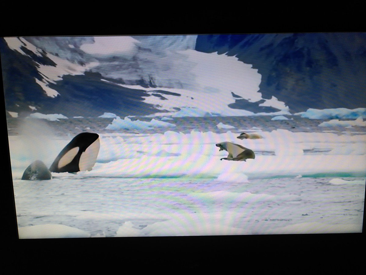 dolmansarahj's tweet photo. #FrozenPlanet2 is so beautifully shot, but argh, so hard to watch! Desperately sad that Antipodes albatross females declining due to longlining, &amp; penguins, seals &amp; orca all suffering due to climate change #bycatch #ClimateEmergency #Antarctica #WantToGoBack https://t.co/b2RZ8pMpjt