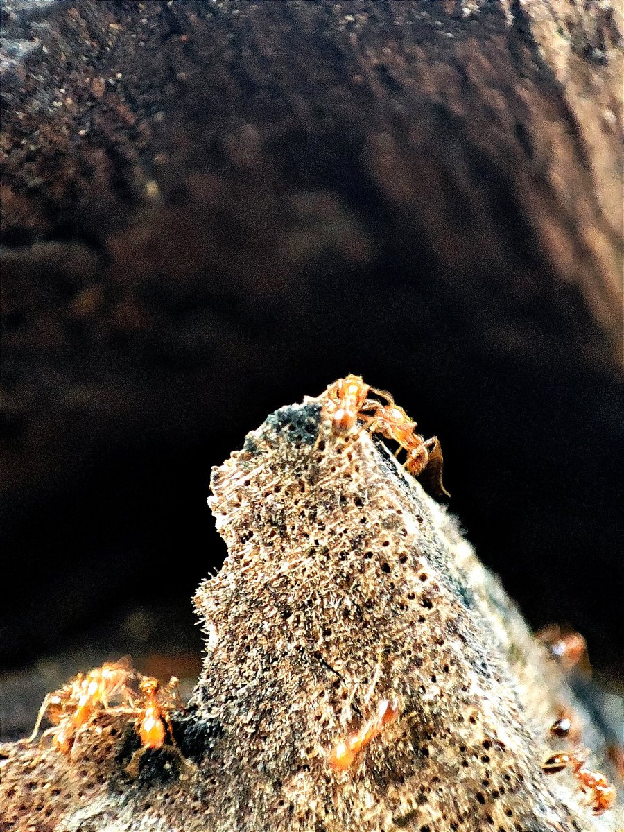 Stargazer2015's tweet image. The hard working ants teach us of never ending efforts

#anthouse #ants #ant #hormigas #camponotus #messor #antkeeping #hormiguero #hormiga #a #mirmecologia #mundohormigas #elmundodelashormigasoficial #antscanada #photo #PhotoOfTheDay #photographer