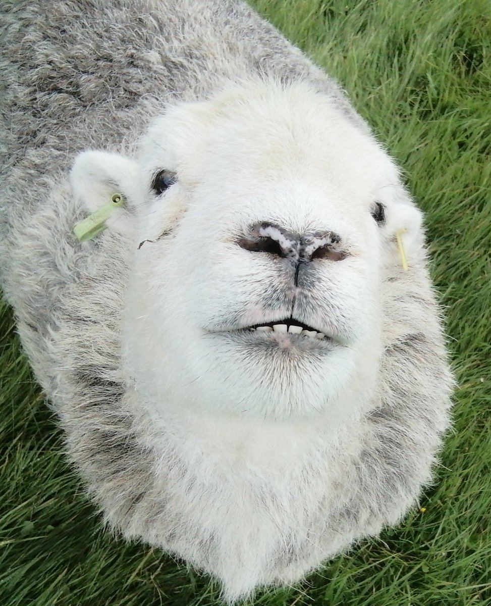 Mabel keeping us all smiling 💚#herdwicks #farmlife #hillfarm #sheep #farmstay #PeakDistrict #Smile #happiness #joy