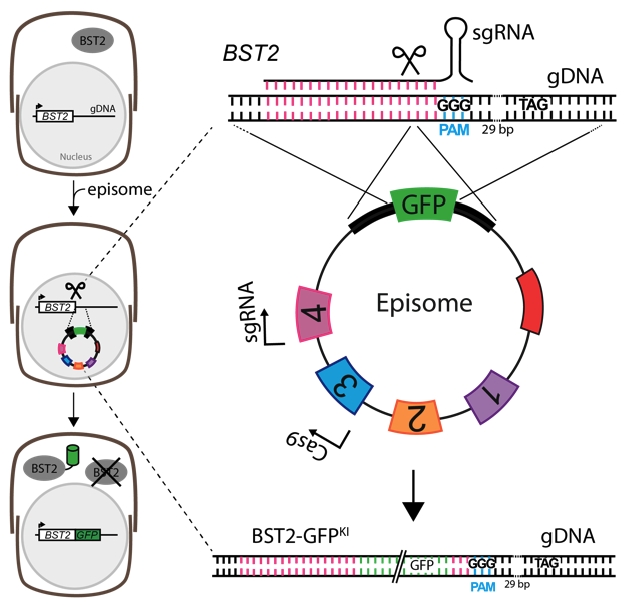 Luke Mackinder (@mackinderlab) on Twitter photo 2022-10-02 19:57:37 The Labs first diatom paper where we have developed a method to scarlessly insert GFP into the genome to tag proteins whilst maintaining native regulation. Enabled by a rapid Golden Gate episome delivery framework. biorxiv.org/content/10.110… Great work @OnyouNam and Irina.@MLDiatoms The Labs first diatom paper where we have developed a method to scarlessly insert GFP into the genome to tag proteins whilst maintaining native regulation. Enabled by a rapid Golden Gate episome delivery framework. biorxiv.org/content/10.110… Great work @OnyouNam and Irina.@MLDiatoms