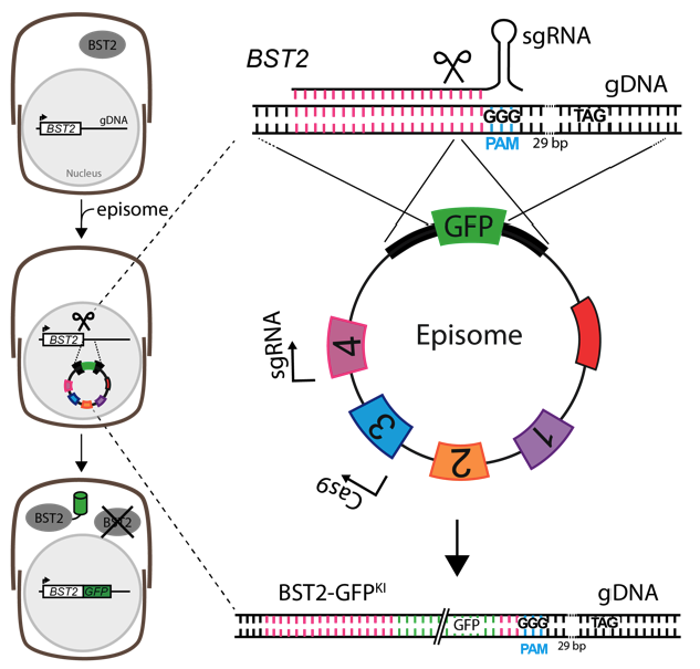 The Labs first diatom paper where we have developed a method to scarlessly insert GFP into the genome to tag proteins whilst maintaining native regulation. Enabled by a rapid Golden Gate episome delivery framework. biorxiv.org/content/10.110… Great work @OnyouNam and Irina.@MLDiatoms