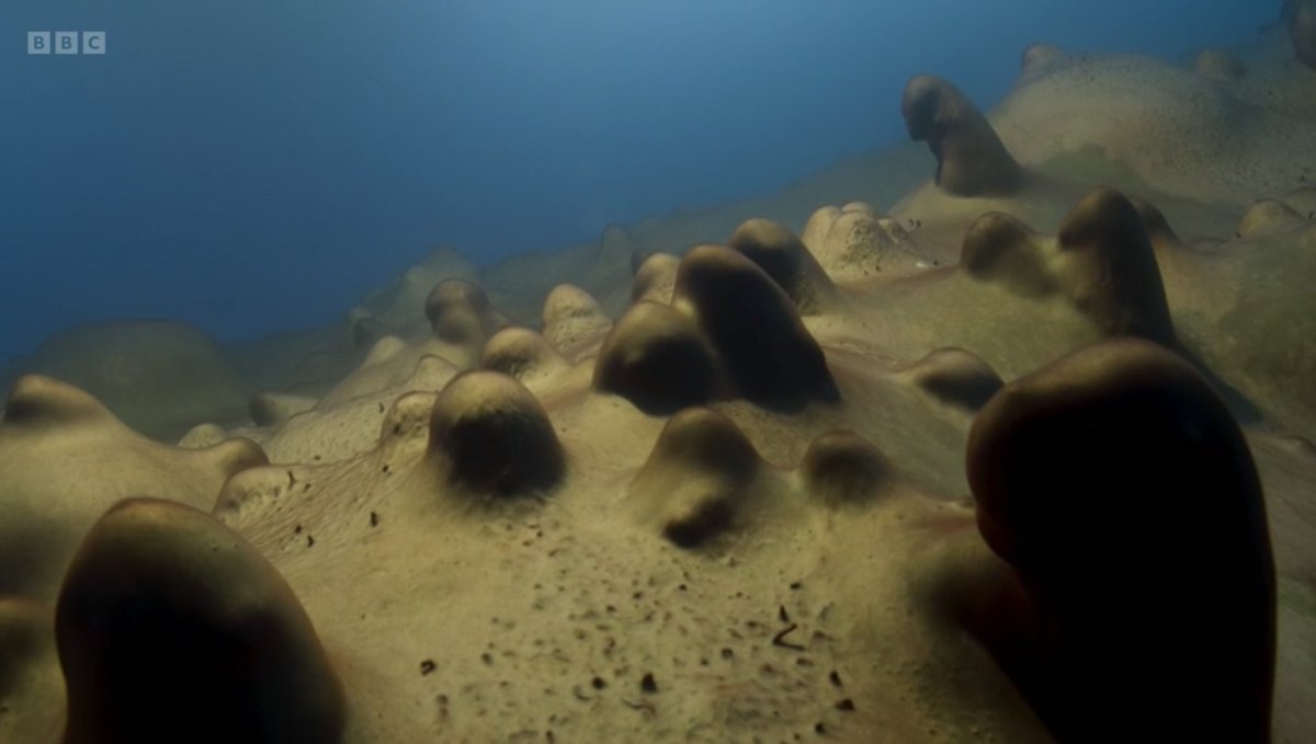 BAS_News's tweet photo. Alien-like life beneath the surface of an ice-covered lake - giant stromatolites - built by primitive lifeforms, cyanobacteria.
Antarctica really is Earth’s natural laboratory!
 #FrozenPlanet2 #DryValleys https://t.co/kBme8igFXB