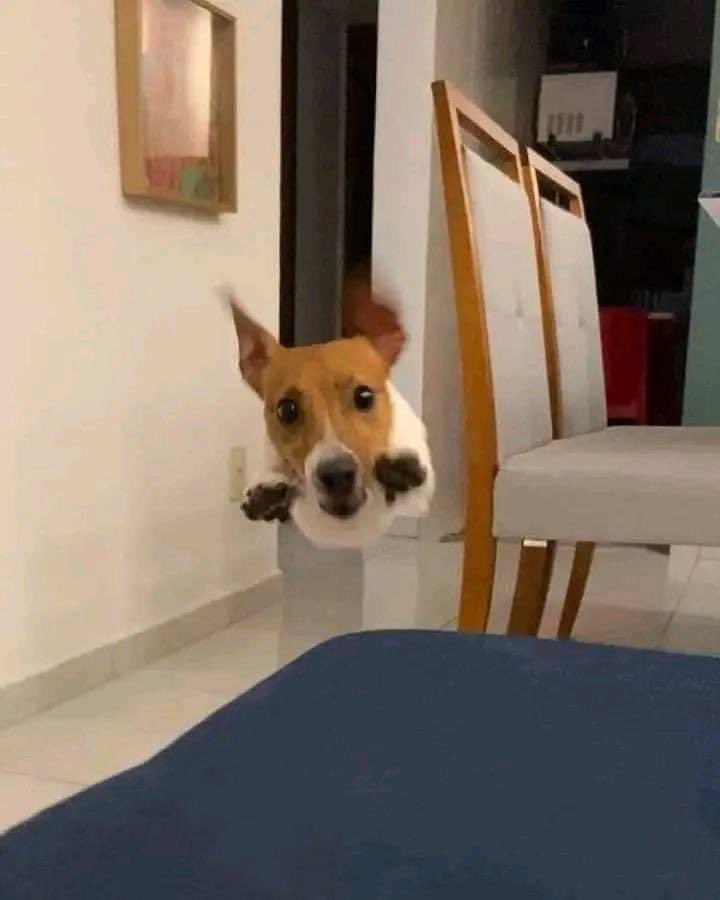 Llego a mi casa* 

Mi perro: