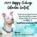 Photo by PitBullRescueCentral (@PBRCtweets)