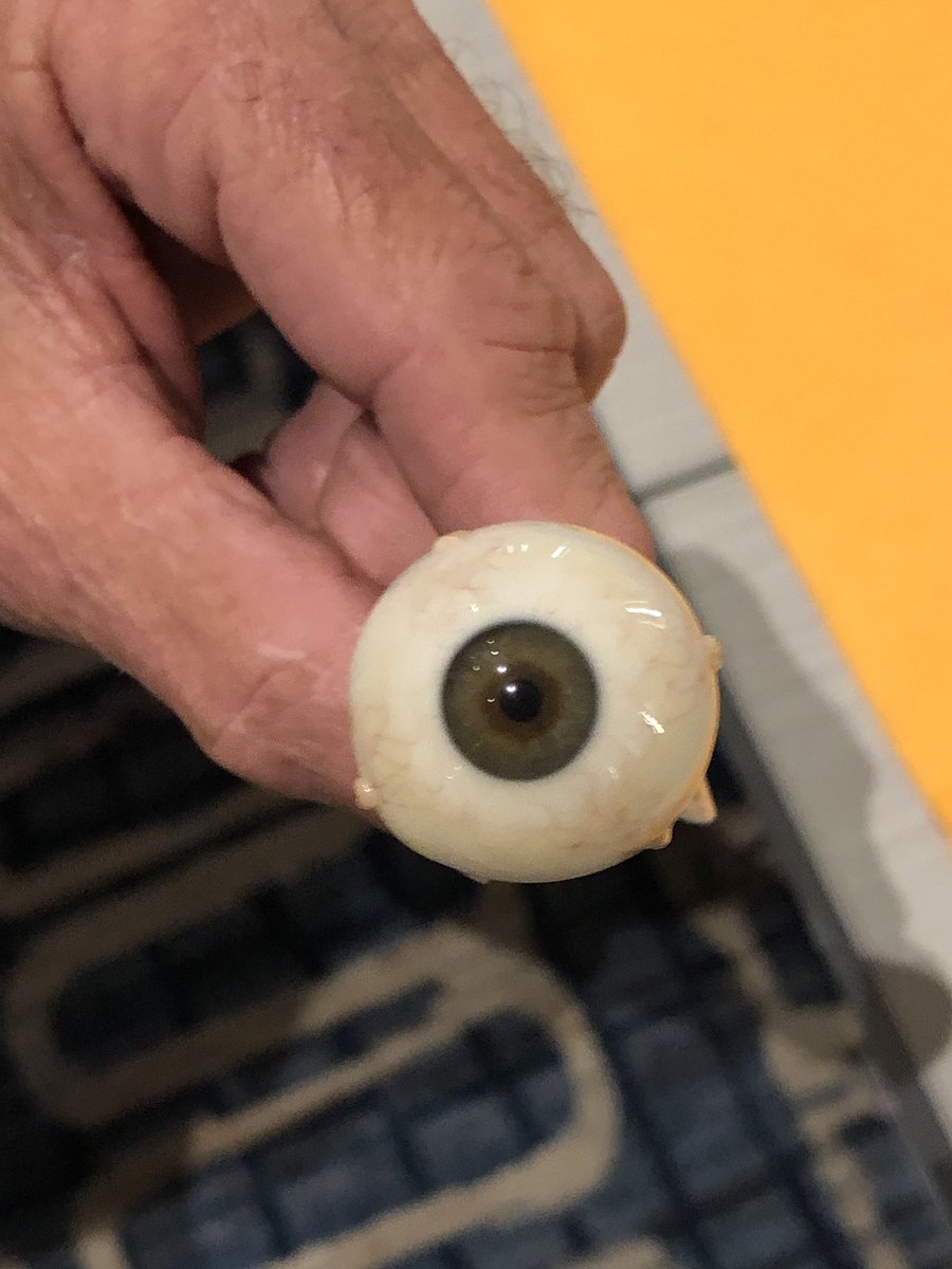 prostheticslab's tweet photo. seen at the ASO meeting—glass eye models with muscles and optic nerve https://t.co/ag90l461k3