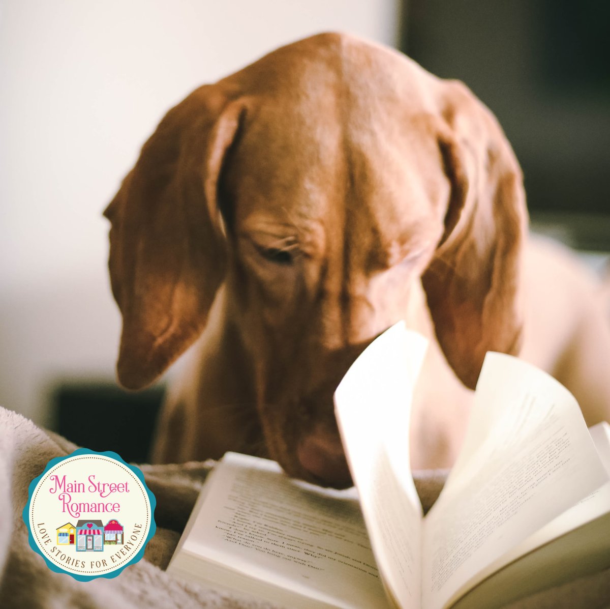 It's What Are You Reading Wednesday! Share a new author or book you've recently enjoyed.

#mainstreetromance #reading #recommendation