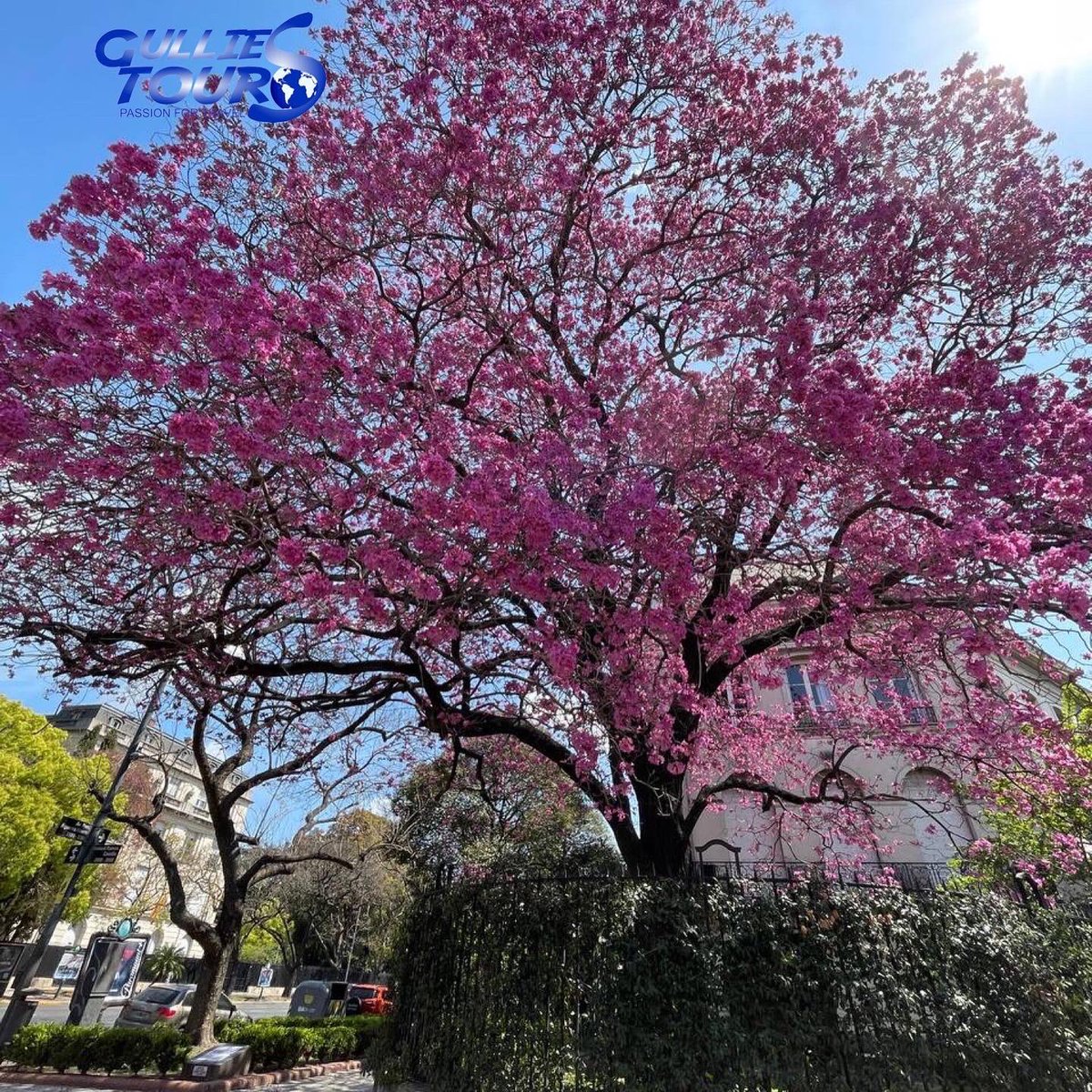 GulliesTours's tweet photo. Spring with its bright colors is here in Buenos Aires, starting a succession of flowering of different species that beautify the city even more. The #lapacho tree and its pink flowers are awesome! 
Discover #BuenosAires and #Argentina with Gullies Tours! We bring you everywhere! https://t.co/GLGMzHtupa